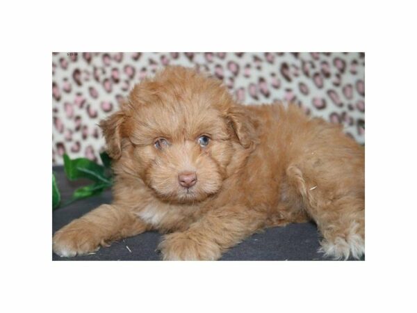 Poodle/Miniature Australian Shepherd DOG Male sbl 21518 Petland Racine, Wisconsin