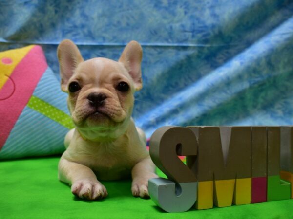 French Bulldog DOG Female 21525 Petland Racine, Wisconsin