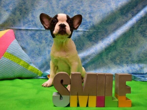 French Bulldog DOG Female BLK WH 21523 Petland Racine, Wisconsin