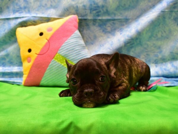 French Bulldog DOG Male BRINDLE 21522 Petland Racine, Wisconsin