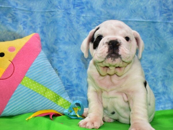 English Bulldog DOG Male WH W/ BLK SPOTS 21519 Petland Racine, Wisconsin