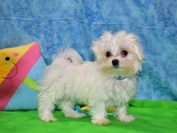 Maltese DOG Male White 21504 Petland Racine, Wisconsin