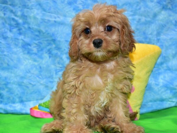 Cavachon DOG Female RUBY 21529 Petland Racine, Wisconsin