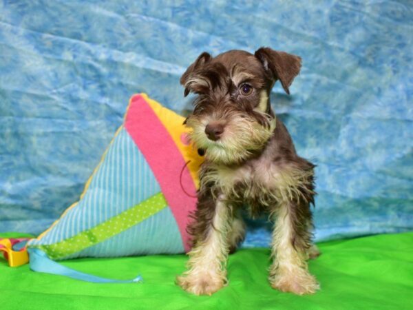 Miniature Schnauzer DOG Female LIVER/TAN 21527 Petland Racine, Wisconsin