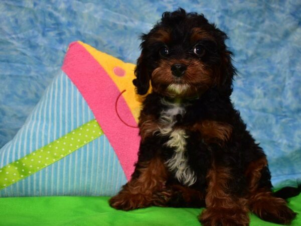 Cavachon-DOG-Male-BLK/TAN-21528-Petland Racine, Wisconsin