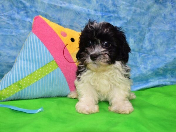 Havanese DOG Male BLK/WH 21526 Petland Racine, Wisconsin