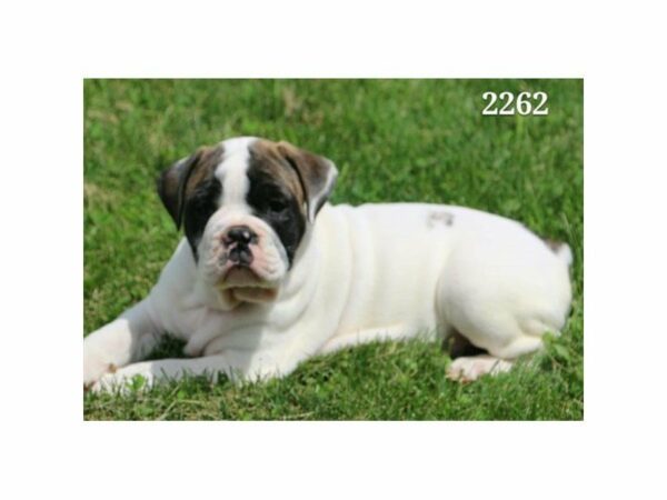 Olde Bulldog DOG Male White 21537 Petland Racine, Wisconsin