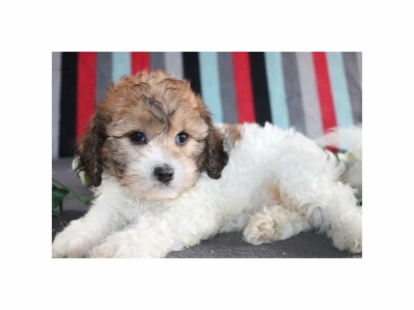 Cavalier King Charles Spaniel/Bichon Frise-DOG-Male-sbl & wh-21542-Petland Racine, Wisconsin