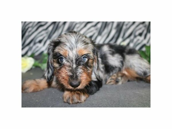 Dachshund DOG Male blk gr mkgs 21530 Petland Racine, Wisconsin