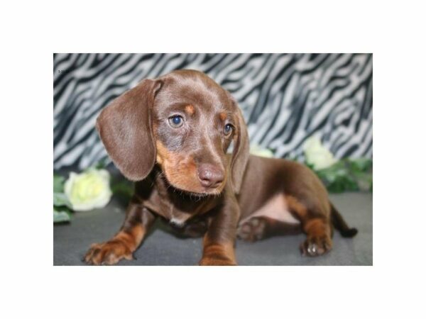 Dachshund DOG Female chlt 21532 Petland Racine, Wisconsin