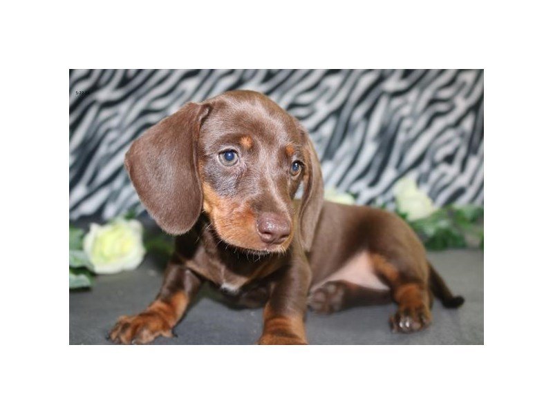 Dachshund