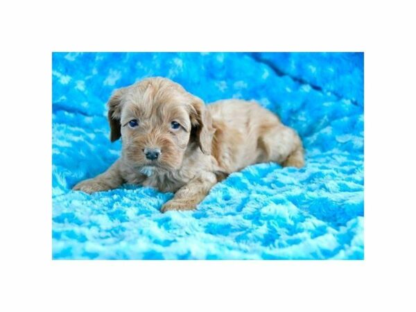 Cock A Poo-DOG-Male-Red-21534-Petland Racine, Wisconsin
