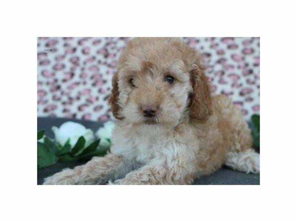 Cockapoo 2nd Generation DOG Female apct 21531 Petland Racine, Wisconsin