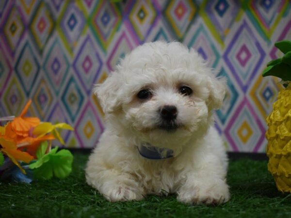 Bichon Frise DOG Female WHITE 21548 Petland Racine, Wisconsin