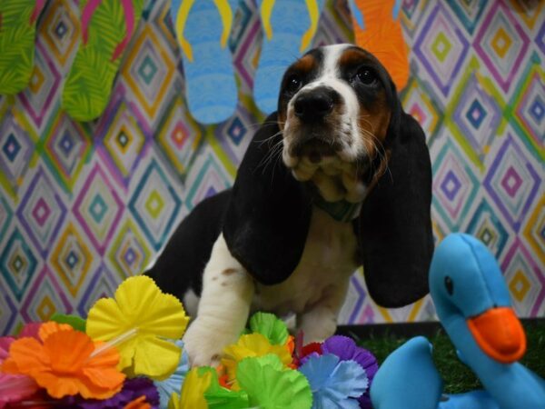 Basset Hound DOG Male Black White / Tan 21539 Petland Racine, Wisconsin