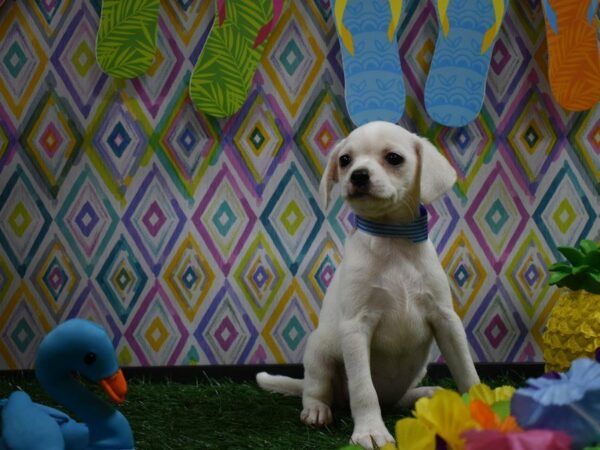 Chug-DOG-Female-CREAM-21547-Petland Racine, Wisconsin