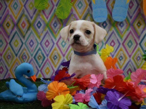 Chug DOG Male FAWN/WH 21546 Petland Racine, Wisconsin