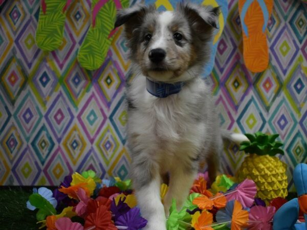 Shetland Sheepdog DOG Male BLUE MERLE 21545 Petland Racine, Wisconsin