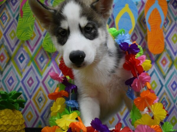 Siberian Husky DOG Male Gray / White 21538 Petland Racine, Wisconsin