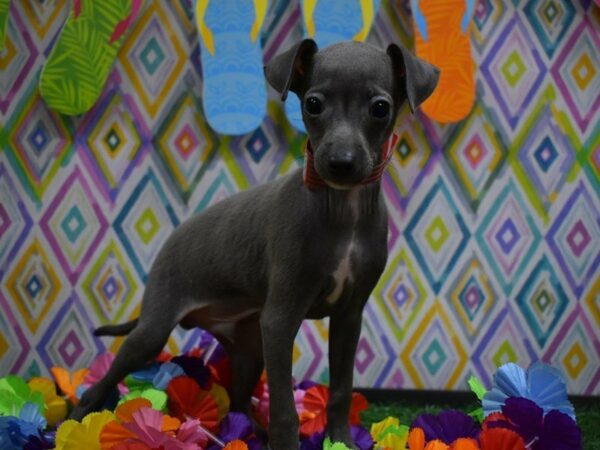 Italian Greyhound DOG Male BLUE 21543 Petland Racine, Wisconsin