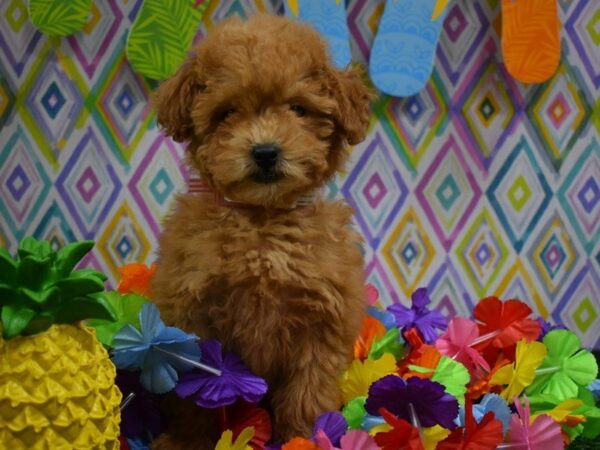 Poodle-DOG-Female-Red-21533-Petland Racine, Wisconsin