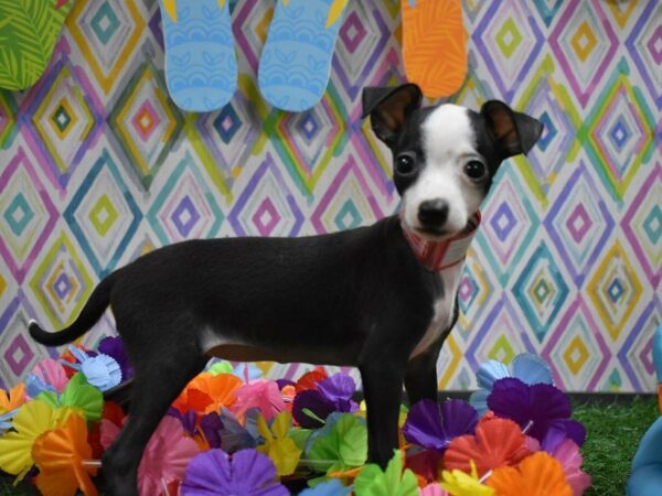 Italian Greyhound DOG Female BLK/WH 21544 Petland Racine, Wisconsin