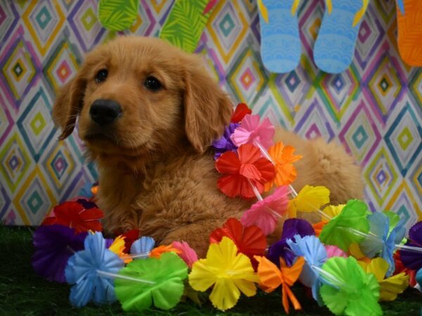 Golden Retriever DOG Male Golden 21540 Petland Racine, Wisconsin