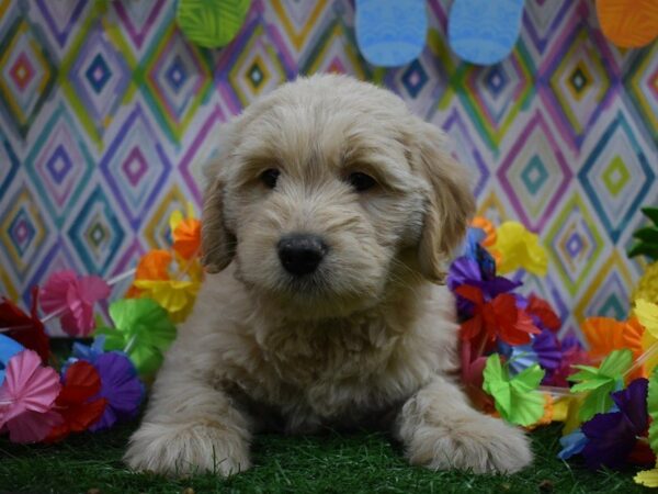 Mini Double Doodle DOG Female English Cream 21551 Petland Racine, Wisconsin