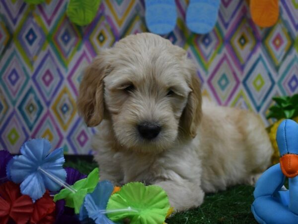 Mini Double Doodle DOG Male English Cream 21550 Petland Racine, Wisconsin