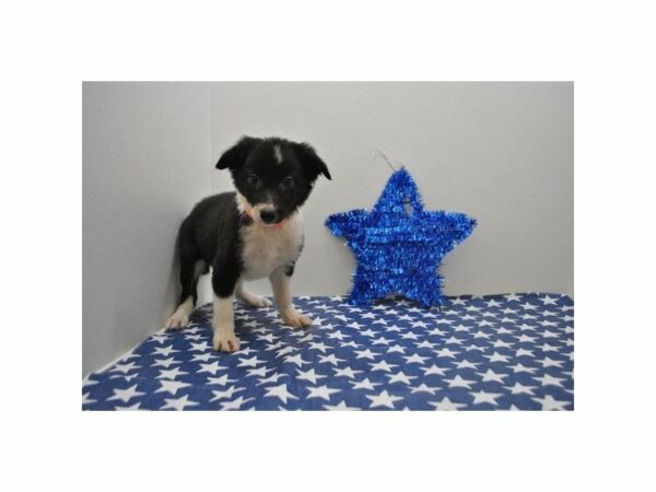 Border Collie-DOG-Male-Black / White-21554-Petland Racine, Wisconsin