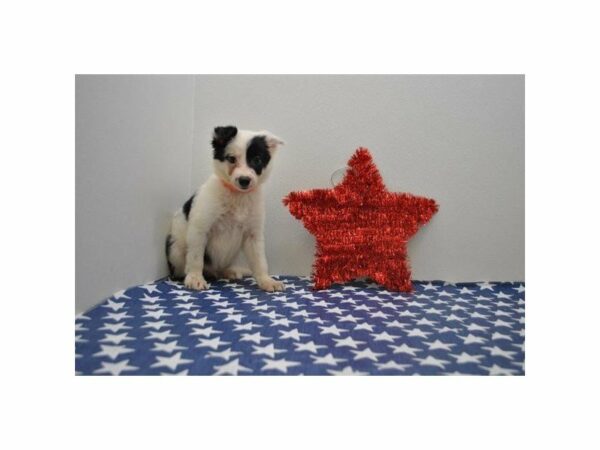 Border Collie-DOG-Male-Black / White-21553-Petland Racine, Wisconsin