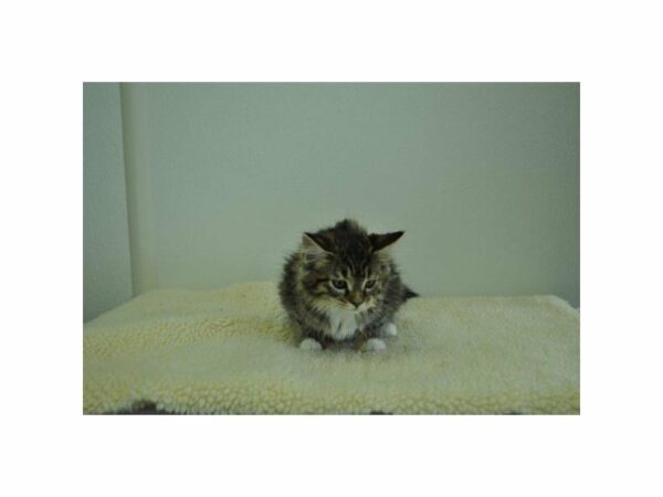 Maine Coon CAT Female Brown Classic Tabby / White 21552 Petland Racine, Wisconsin