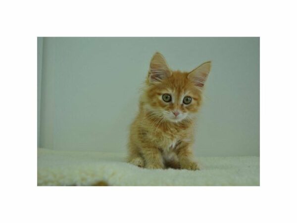 Maine Coon CAT Male Red Classic Tabby / White 21555 Petland Racine, Wisconsin