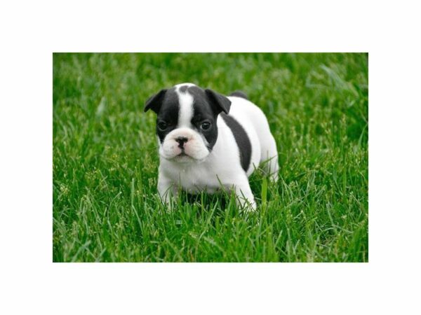French Bulldog-DOG-Male-Black Brindle-21557-Petland Racine, Wisconsin