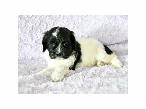 Cock A Poo DOG Female Black / White 21565 Petland Racine, Wisconsin