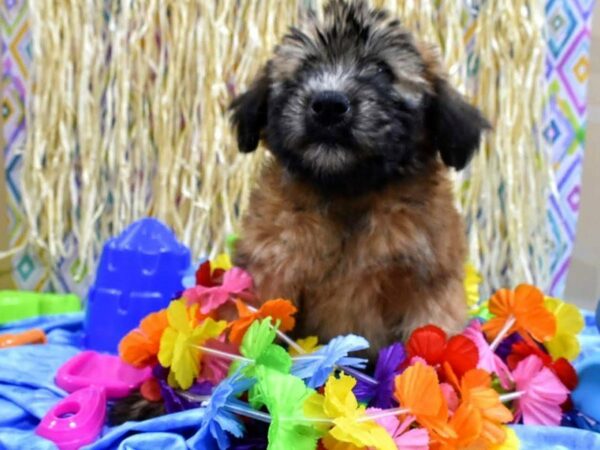 Soft Coated Wheaten Terrier DOG Female WHTN 21580 Petland Racine, Wisconsin