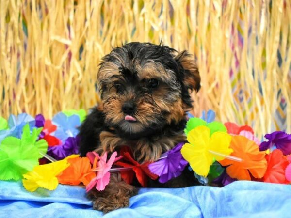 Yorkshire Terrier DOG Male BLU/GLD 21578 Petland Racine, Wisconsin