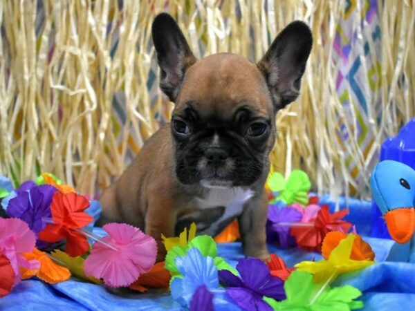 French Bulldog DOG Male RED SABLE 21571 Petland Racine, Wisconsin