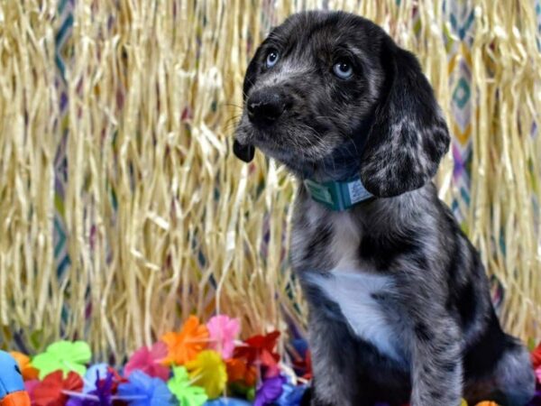 Aussie Lab DOG Male BLUE MERLE 21575 Petland Racine, Wisconsin