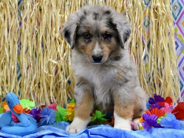 Miniature Australian Shepherd DOG Male TRI 21572 Petland Racine, Wisconsin