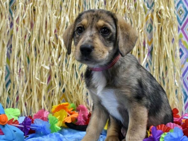 Aussie Lab-DOG-Female-BLUE MERLE-21573-Petland Racine, Wisconsin