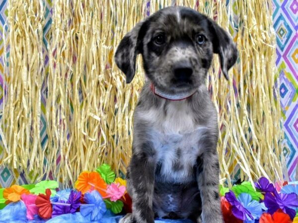 Aussie Lab DOG Female BLUE MERLE 21574 Petland Racine, Wisconsin