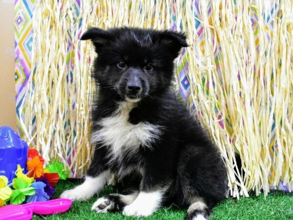 American Eskimo/Pomsky DOG Male Black / White 21561 Petland Racine, Wisconsin