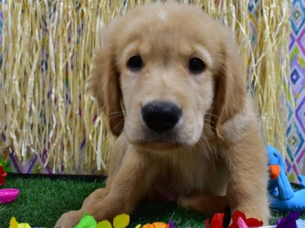 Golden Retriever DOG Male Golden 21558 Petland Racine, Wisconsin