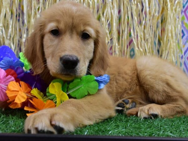 Golden Retriever DOG Female Dark Golden 21559 Petland Racine, Wisconsin