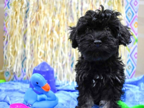 Poovanese DOG Male B/T 21576 Petland Racine, Wisconsin