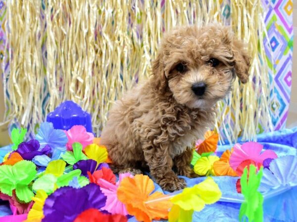 Poochon DOG Female APCT 21579 Petland Racine, Wisconsin