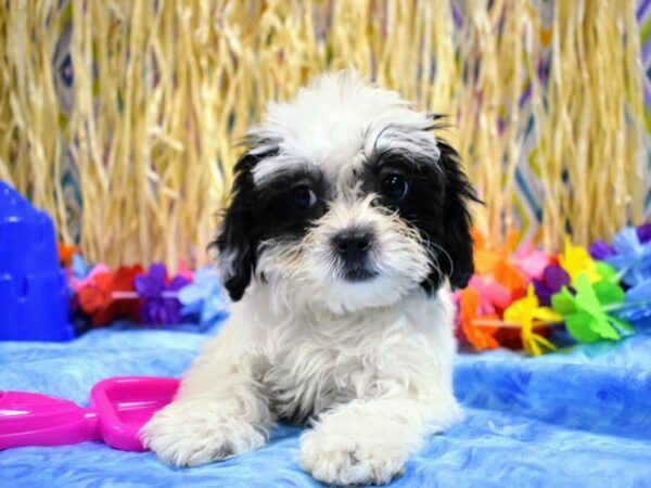 Teddy Bear-DOG-Female-WH/BLK-21577-Petland Racine, Wisconsin