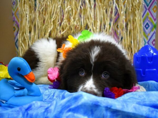 Newfoundland DOG Female BR/WH 21569 Petland Racine, Wisconsin