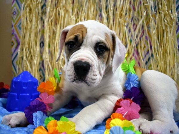 American Bulldog-DOG-Male-W/R-21568-Petland Racine, Wisconsin